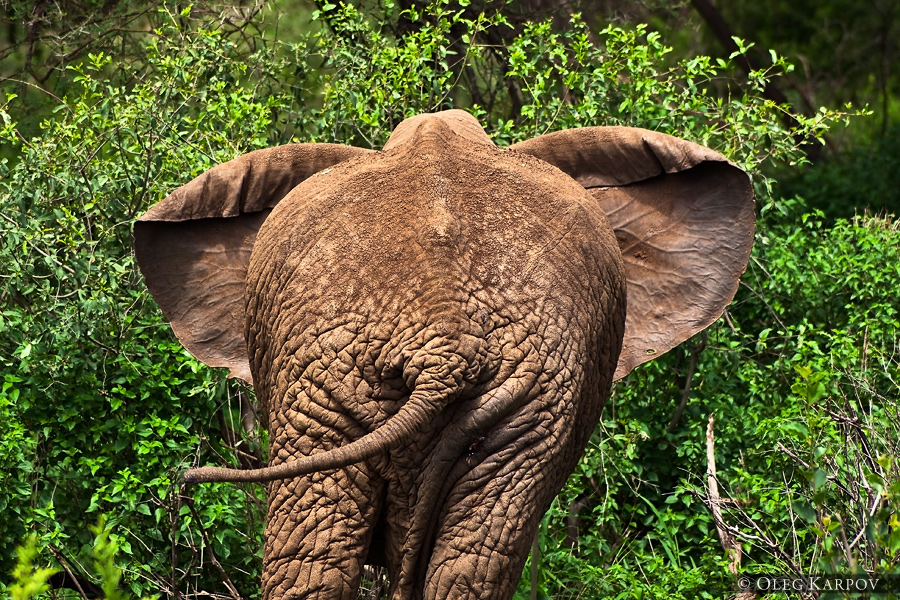 Африканский слон в зарослях